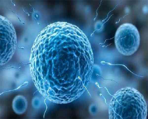 代孕产子需要多少费用,卵巢少试管成功率多少-卵巢不好试管成功案例！